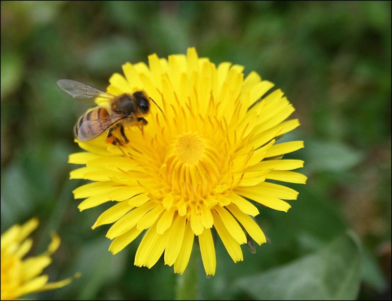 Pissenlits en fleurs pour nourrir les abeilles au printemps