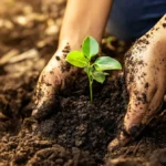 Mains plantant un jeune plant, symbole de l’héritage des femmes fondatrices de la Coop FA