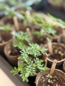 Plants pour le Prix verdissement 2025-2026 — Écolabs Lévis